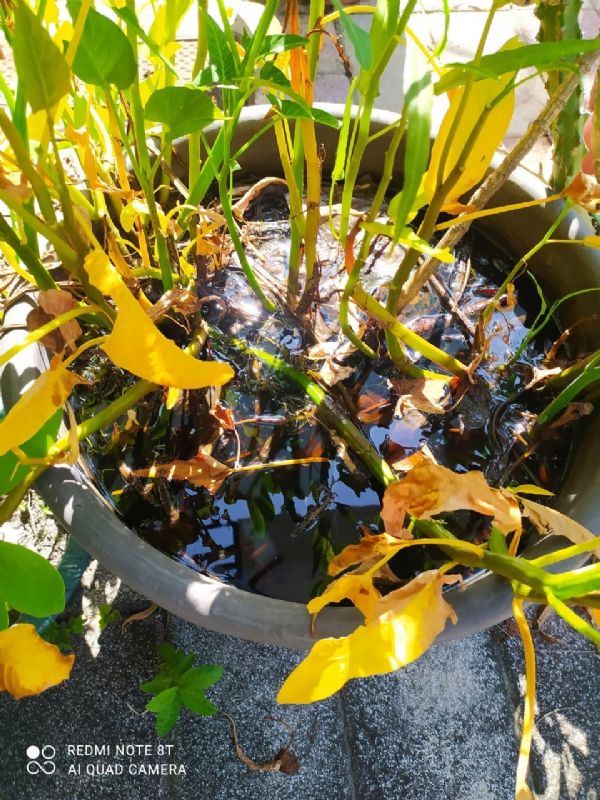 花盆底盤積水未清除即會孳生病媒蚊孑孓